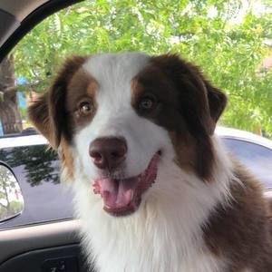 Meet your Posher, Riley